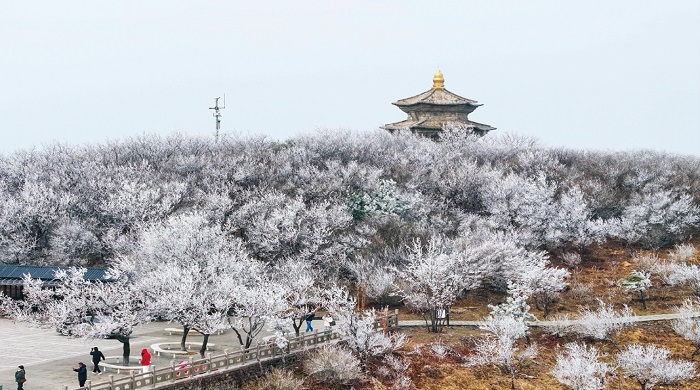 花果山出現(xiàn)霧凇景觀.jpg