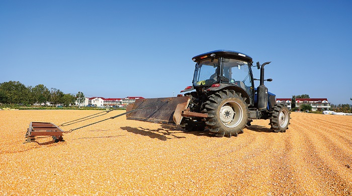 烘曬糧食 顆粒歸倉(cāng).jpg