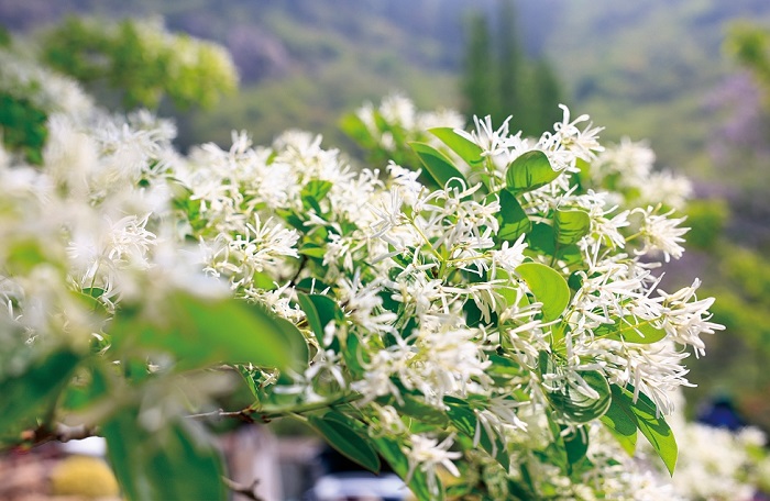 “千年糯米花王”進入盛花期.jpg